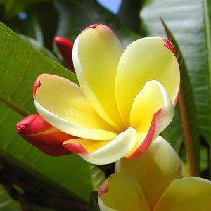 Meet your Posher, Deandra